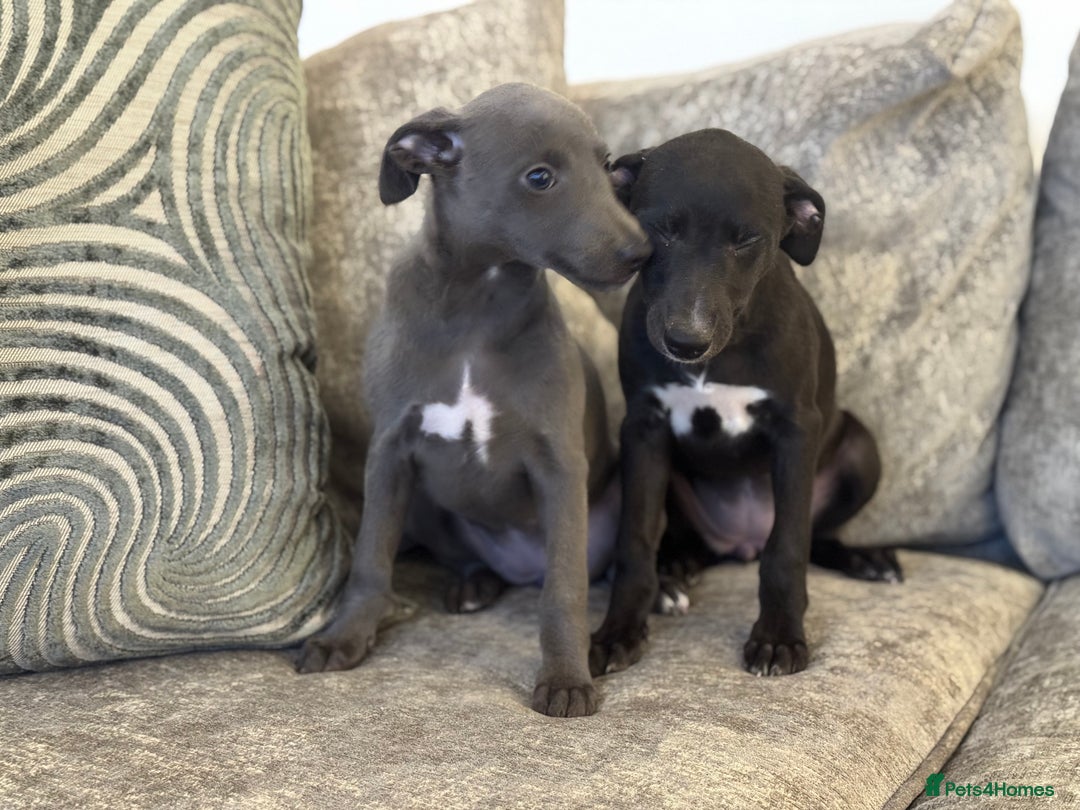 Whippet dogs for sale: 2 BEAUTIFUL TRUE SHOE TYPE KC REGISTERED WHIPPETS - Advert 2