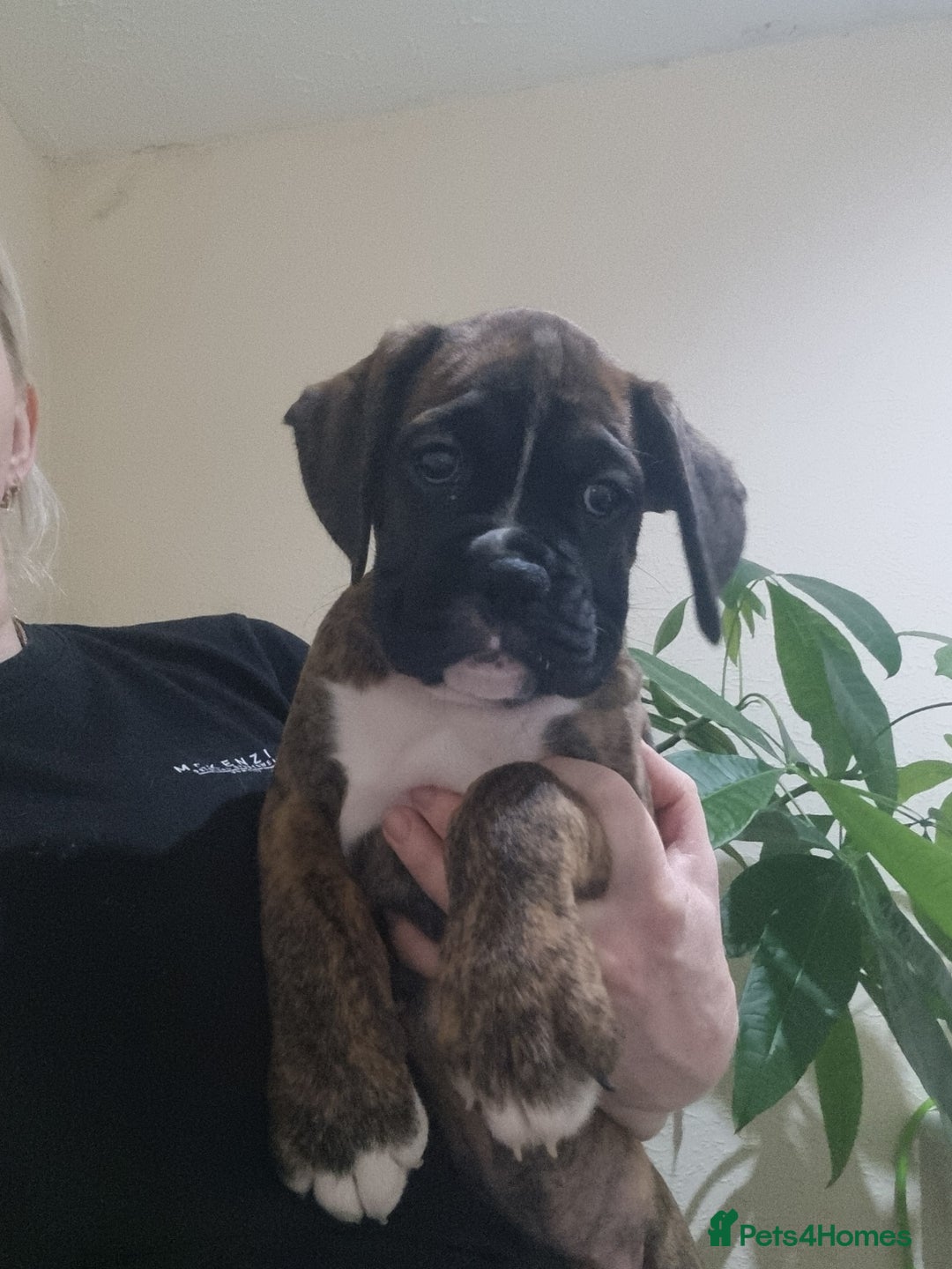 Boxer dogs for sale:   Outstanding  KC Boxer puppies - Advert 16