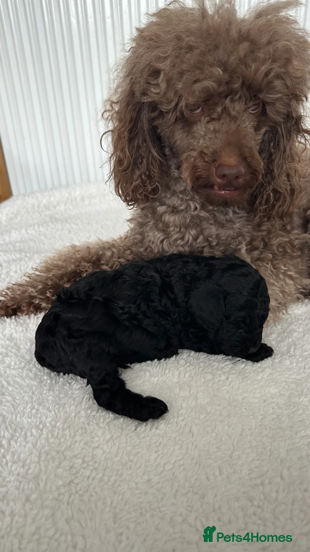 Toy Poodle dogs for sale: Two toy poodles  - Advert 14