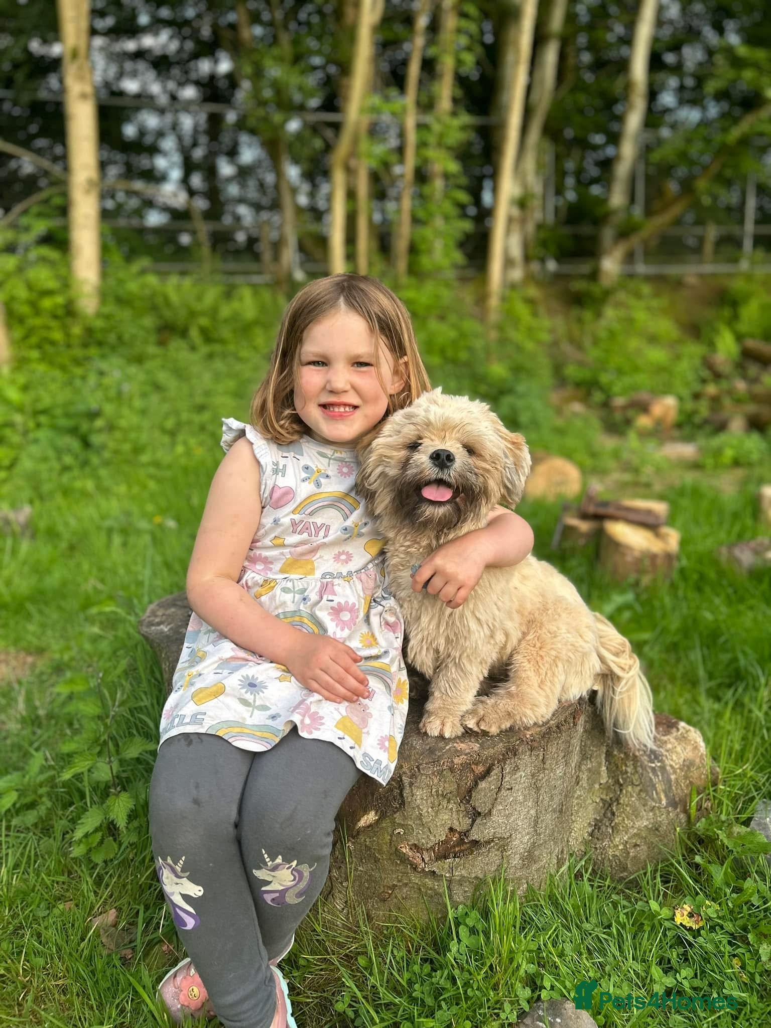 Lhasa Apso dogs Kc registered Lhasa for Stud  - Advert 5