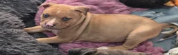 Mixed Breed dogs for sale: Female Staffy X Alapaha Blue Blood Bulldog Pups - Advert 10