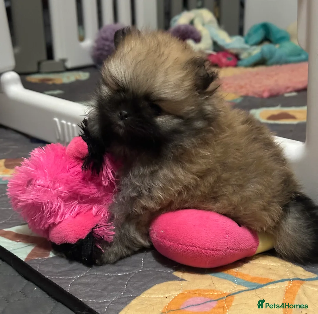 Pomeranian dogs for sale: ❤️ READY NOW! Stunning Pomeranian puppies 🐶❤️ - Advert 26