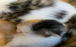 Domestic Shorthair cats for sale: Four beautiful kittens for new home  - Image 9