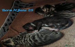 British Shorthair cats for sale: 4 litte Treasures seek Forever Home - Image 6