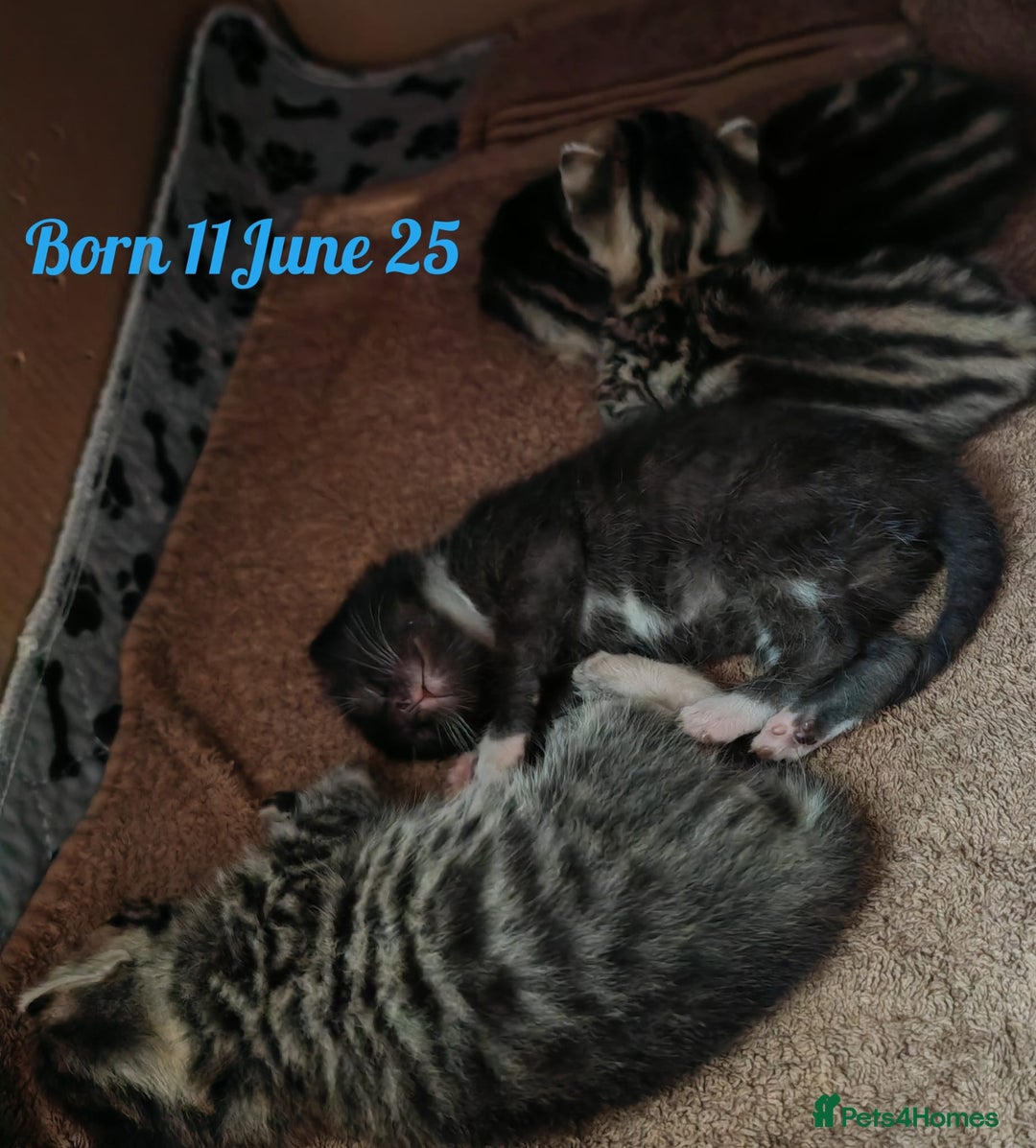 British Shorthair cats for sale: 4 litte Treasures seek Forever Home - Image 6