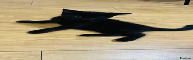 Domestic Shorthair Kitten 2