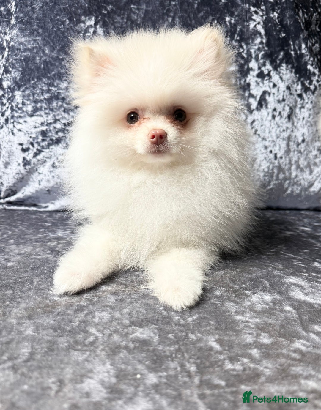 Pomeranian dogs for sale: Pomeranian puppies white - Advert 9