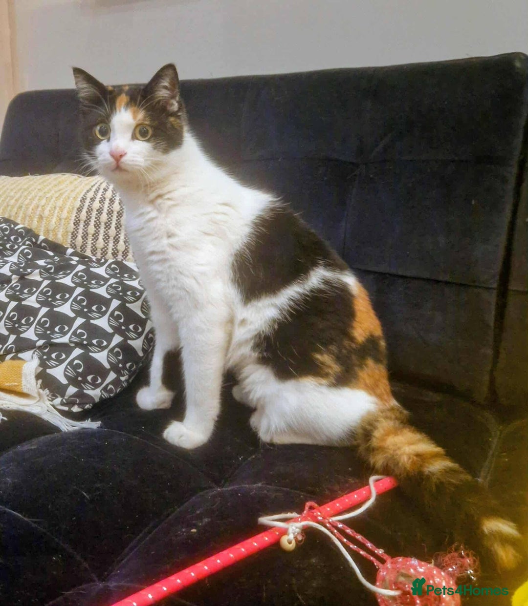 Mixed Breed cats for adoption: Carmen for adoption - Advert 2