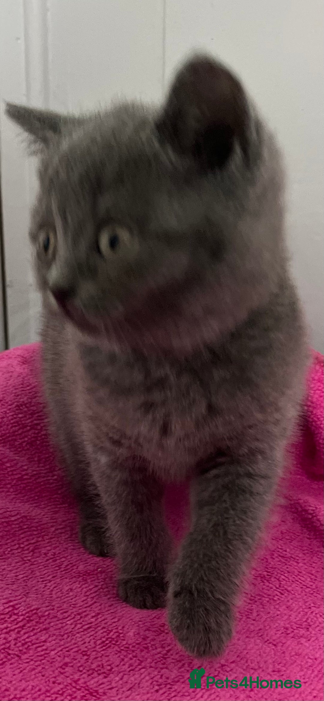 British Shorthair cats for sale: Stunning British Shorthaired Kittens - Advert 3