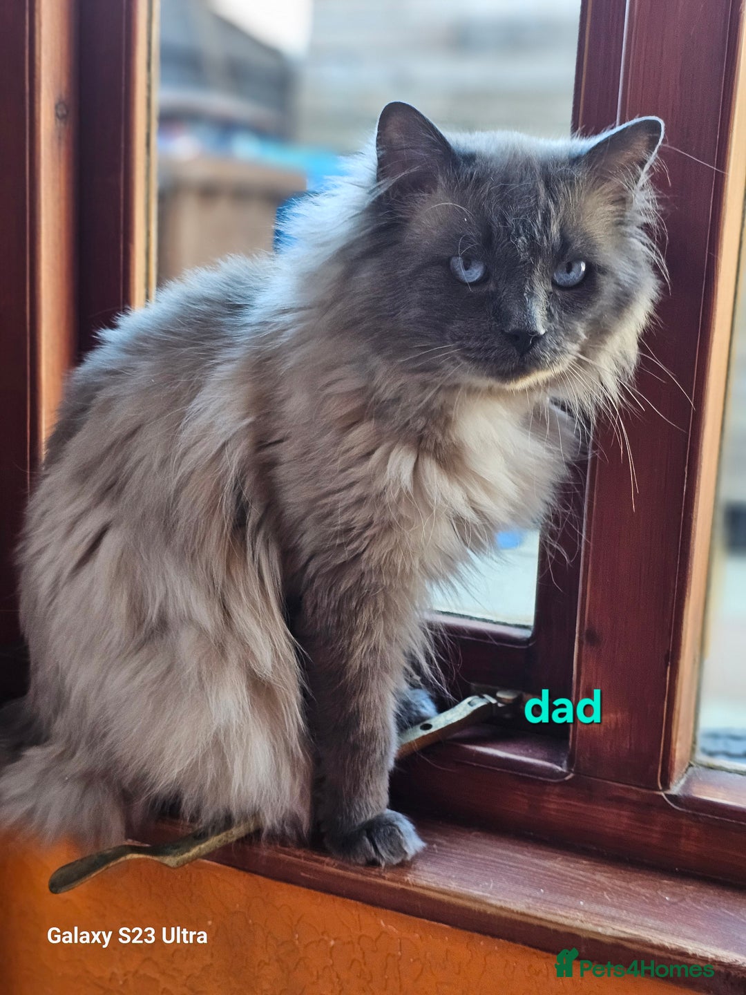 Ragdoll cats for sale: Pure breed Ragdoll  kittens  - Image 9