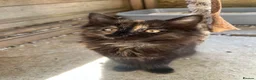 Mixed Breed cats for sale: Super Cute Kitten  in Fordingbridge - Advert 3