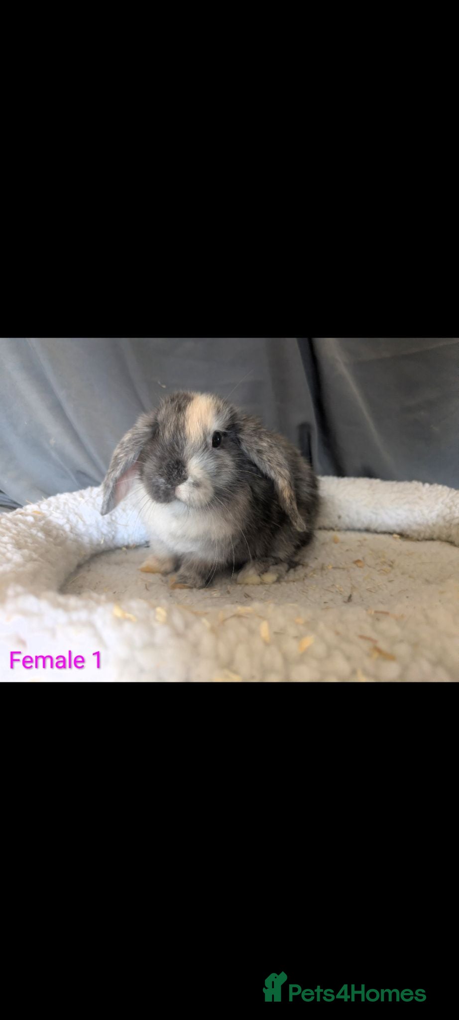 Mini Lop rabbits Stunning mini lop babies - Advert 2