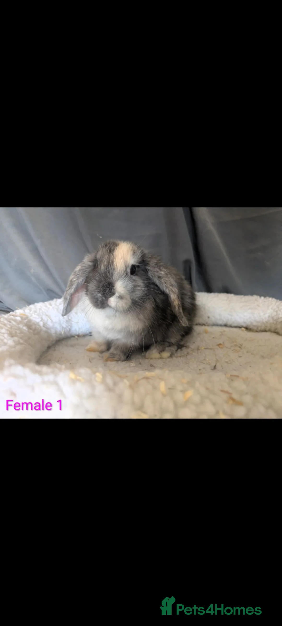 Mini Lop rabbits for sale: Stunning mini lop babies - Advert 2