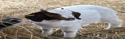 Goats livestock for sale: Boer goat kids in Shrewsbury - Advert 2