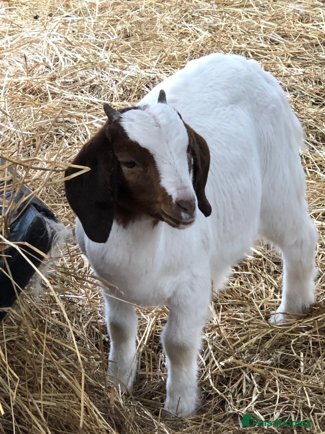 Goats livestock for sale: Boer goat kids in Shrewsbury - Advert 2