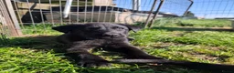German Shepherd dogs for sale: 6 Beautiful German Shepherd Puppies (3 LEFT) - Advert 18