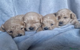 Poochon dogs for sale: Health tested parents  - Advert 18