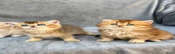 British Shorthair cats for sale: ✨Pedigree British shorthair/ longhair golden lilac - Advert 22