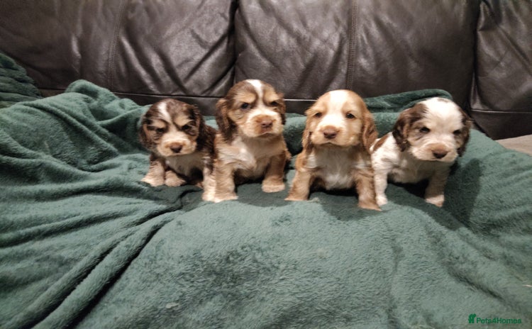 Cocker Spaniel dogs - Advert 16