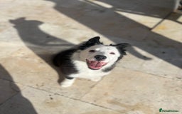 Border Collie dogs for sale: Border Collie  - Image 2