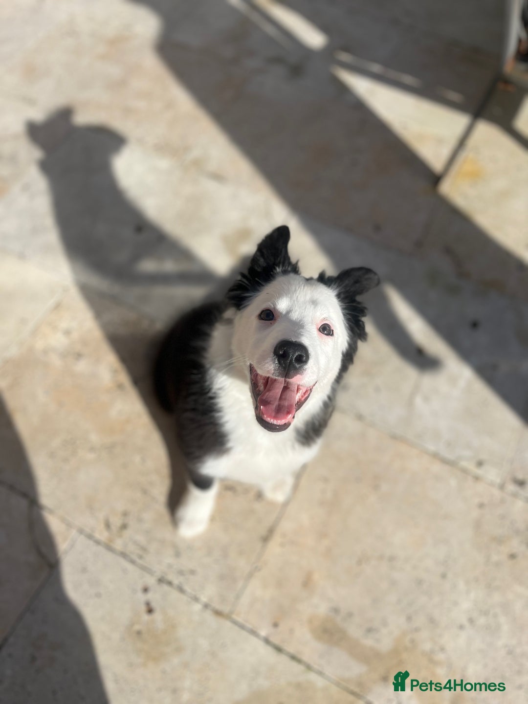 Border Collie dogs for sale: Border Collie  - Image 2