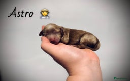 Mixed Breed dogs for sale: Cockapoo cross cavapoo - Image 5