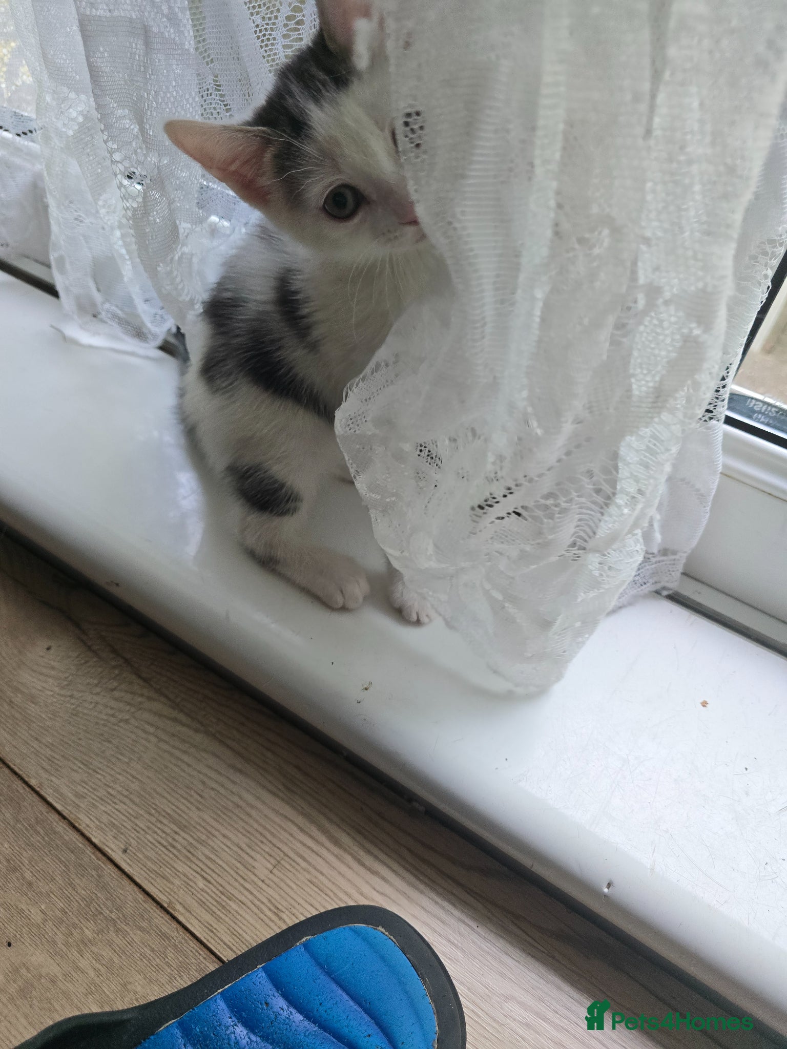 Mixed Breed cats 1 kitten available  - Advert 1