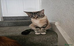 Mixed Breed cats for sale: 2 stunning cats looking for forever home  - Image 3
