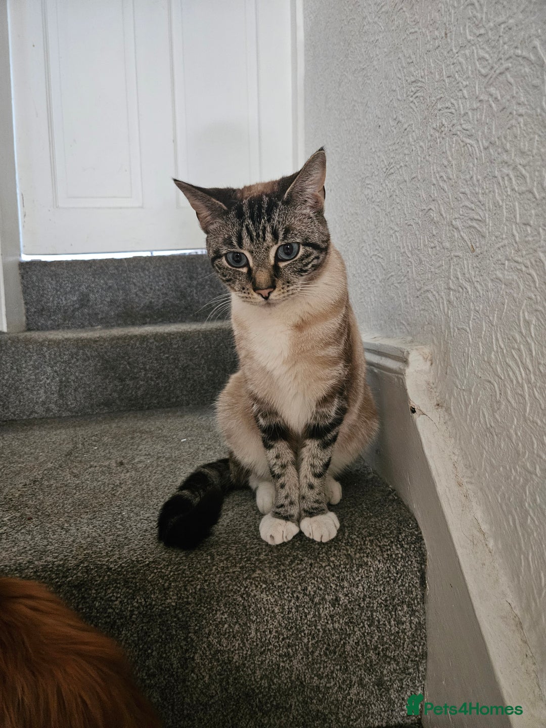 Mixed Breed cats for sale: 2 stunning cats looking for forever home  - Image 3