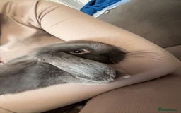 Dwarf Lop rabbits for sale: Grey Lop Bunny - Image 2