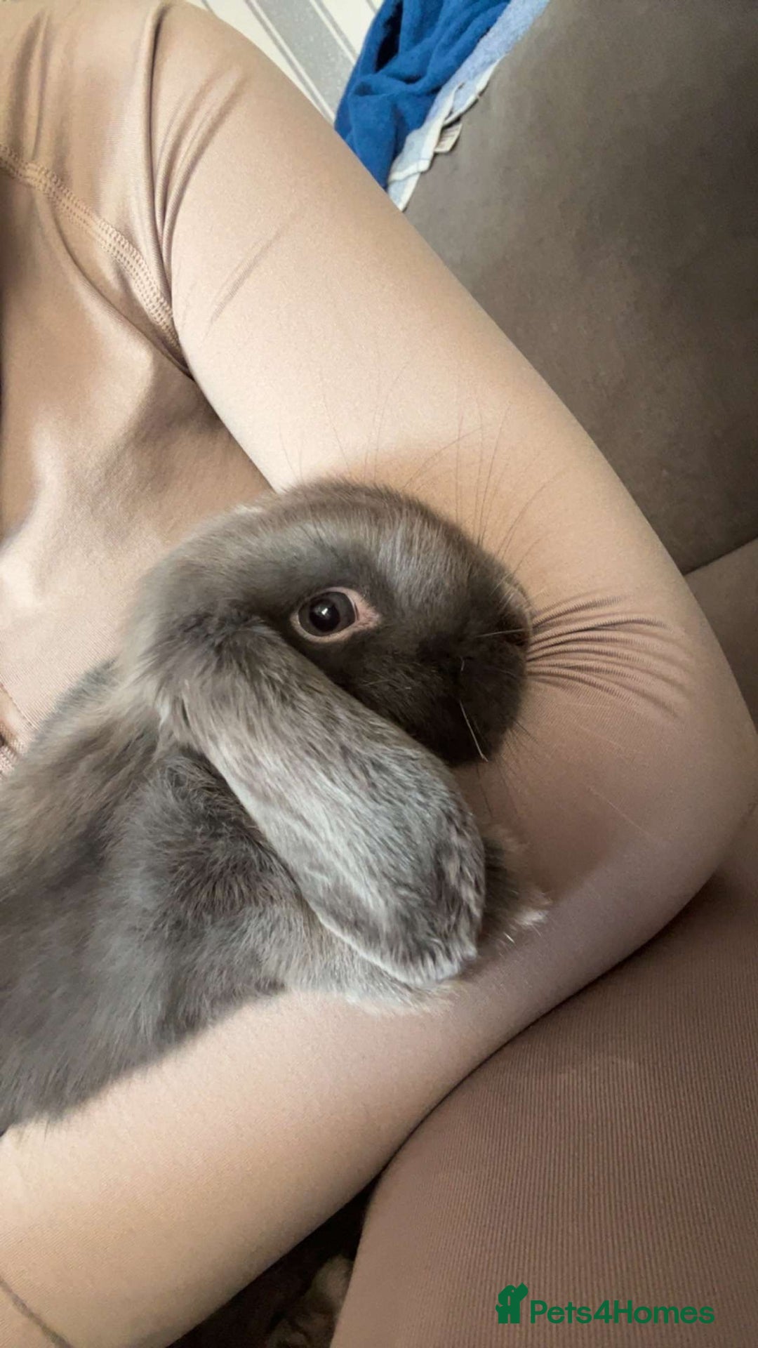 Dwarf Lop rabbits for sale: Grey Lop Bunny - Image 2