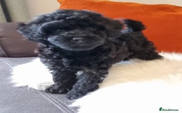 Cockapoo dogs for sale: Adorable best friend pups, sold fully vaccinated - Image 21