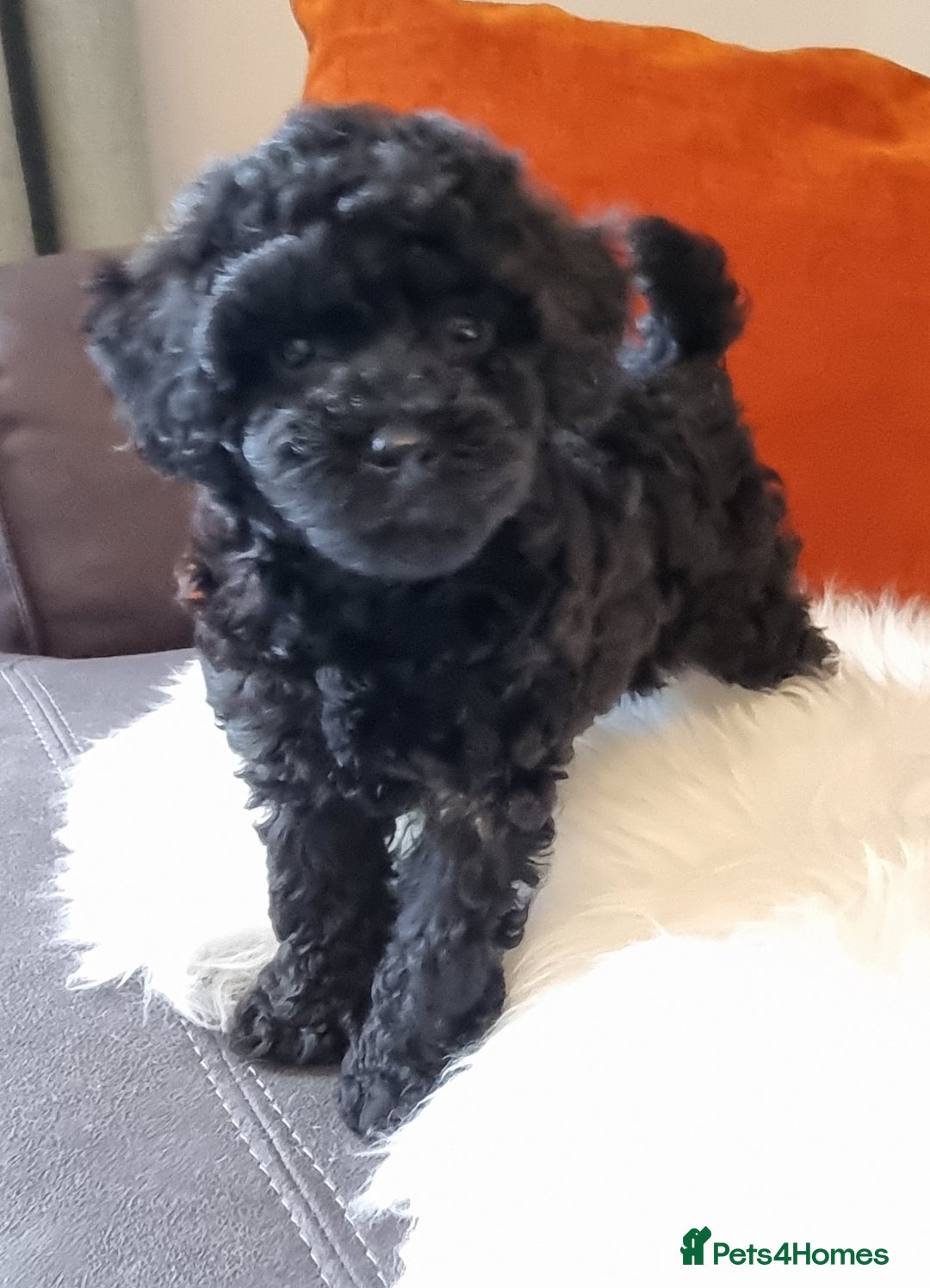 Cockapoo dogs for sale: Adorable best friend pups, sold fully vaccinated - Image 21