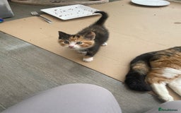 Domestic Shorthair cats for sale: Adorable kittens  - Image 5