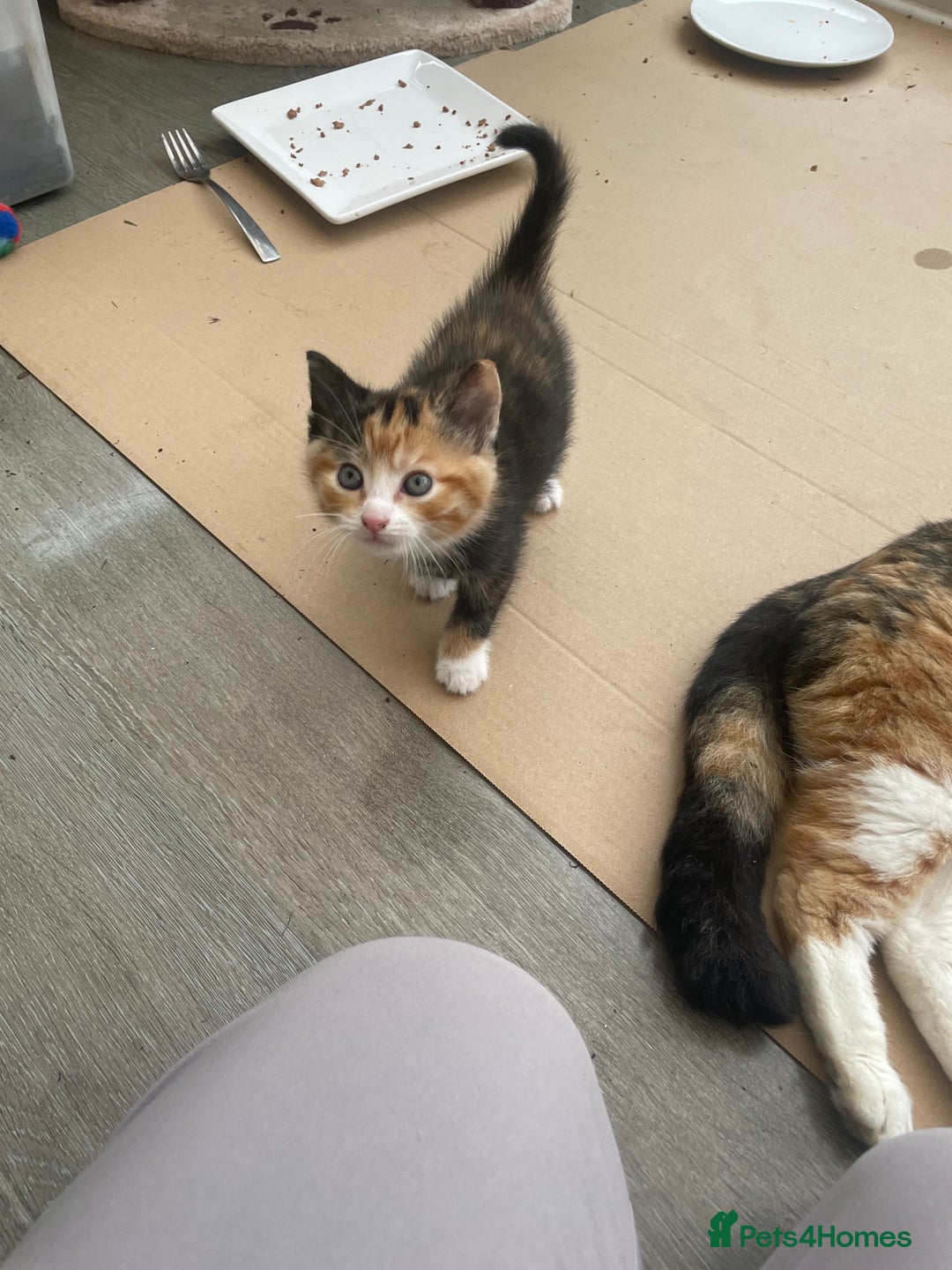 Domestic Shorthair cats for sale: Adorable kittens  - Image 5