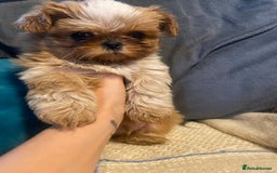 Shih Tzu dogs for sale: Amazing stunnin choc shihzu puppies ready to leave - Image 8