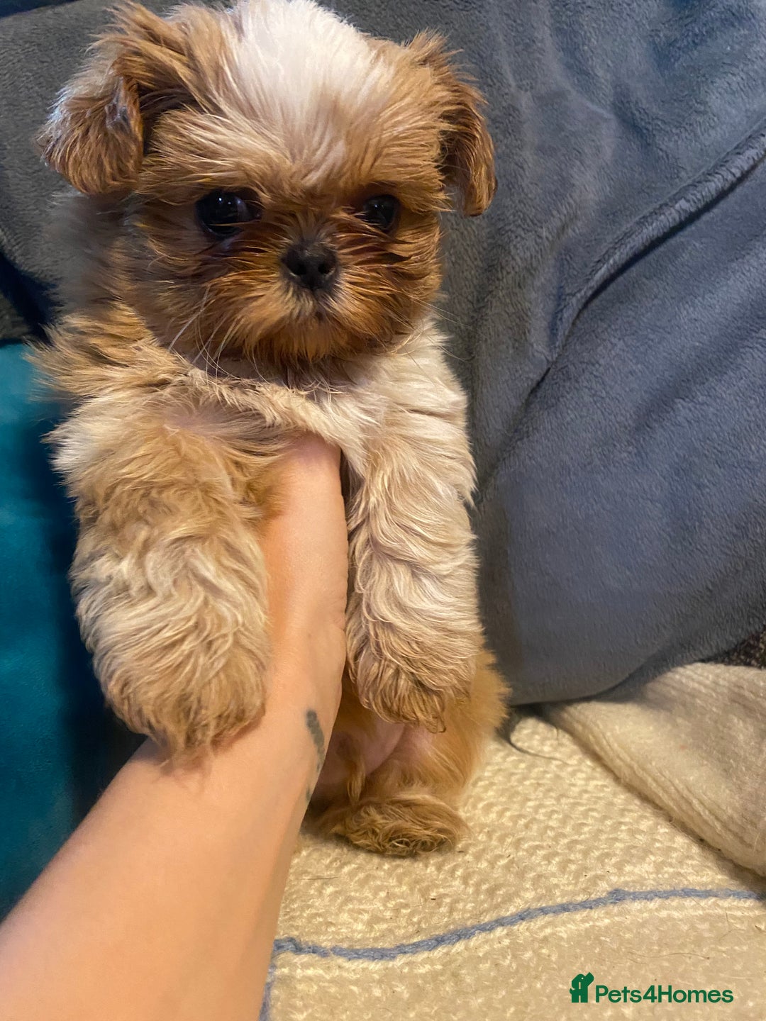Shih Tzu dogs for sale: Amazing stunnin choc shihzu puppies ready to leave - Image 8