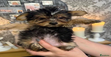 Yorkshire Terrier dogs - Advert 7