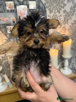 Yorkshire Terrier dogs - Advert 7