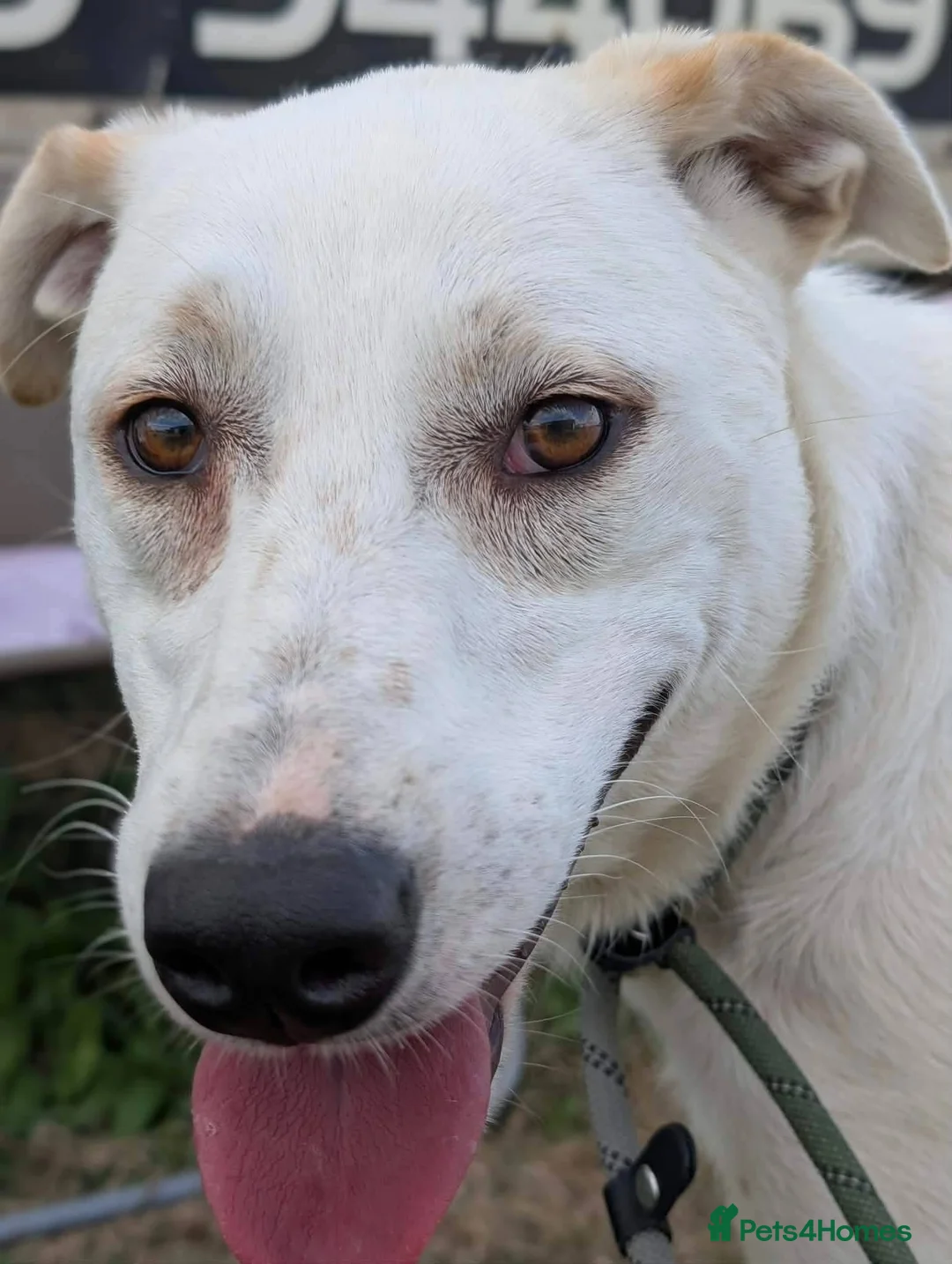 Mixed Breed dogs for adoption: Meet Mazie, currently residing in Essex in Frinton-on-Sea - Advert 7