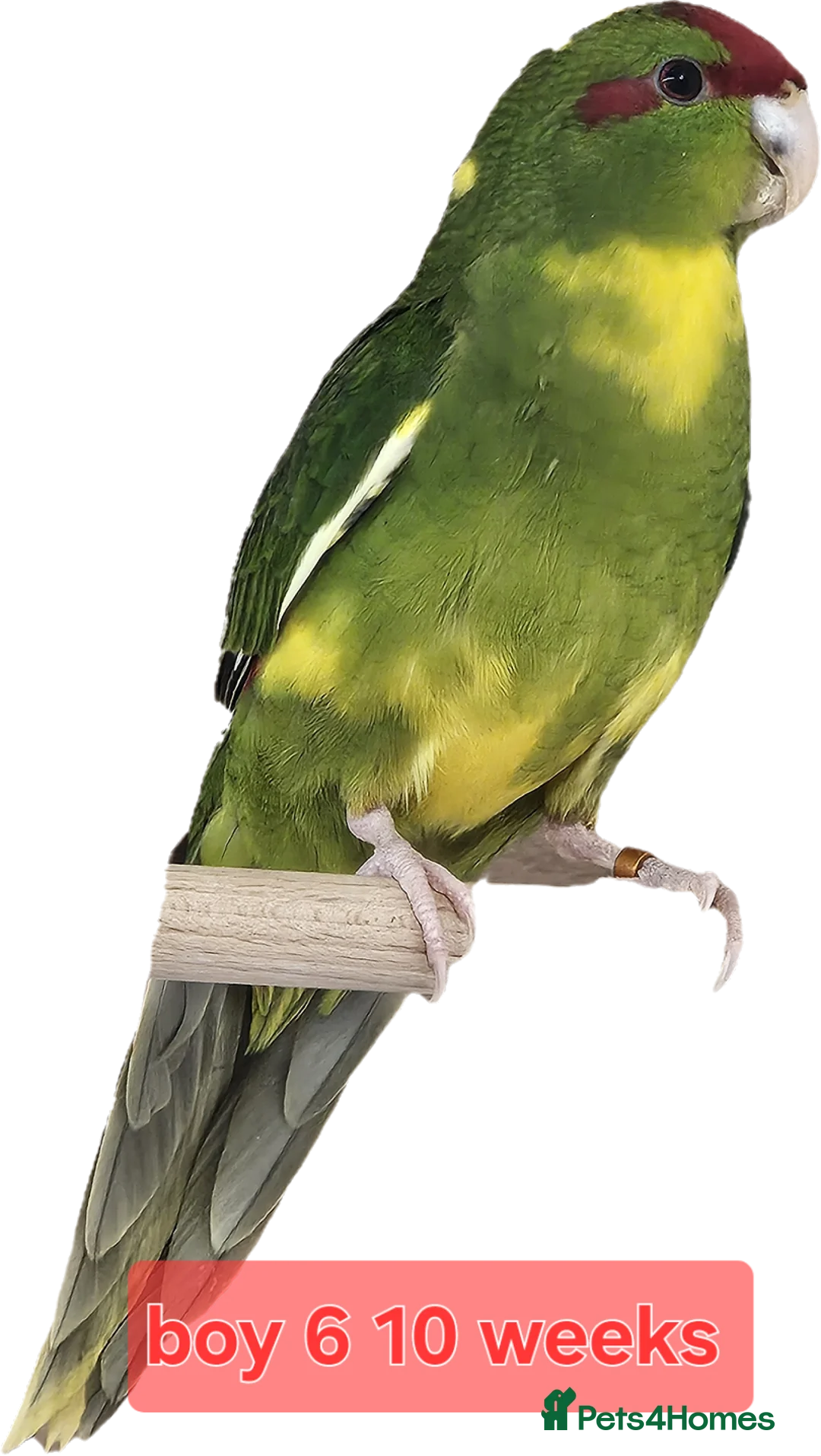 Parakeets birds for sale: Young parent reared kakarikis - Advert 7