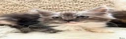 Maine Coon cats for sale: Maincoon X Ragdoll SALE - Advert 9