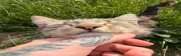 Domestic Shorthair cats for sale: FEMALE CAT *FREE* TO A GOOD HOME - Advert 13