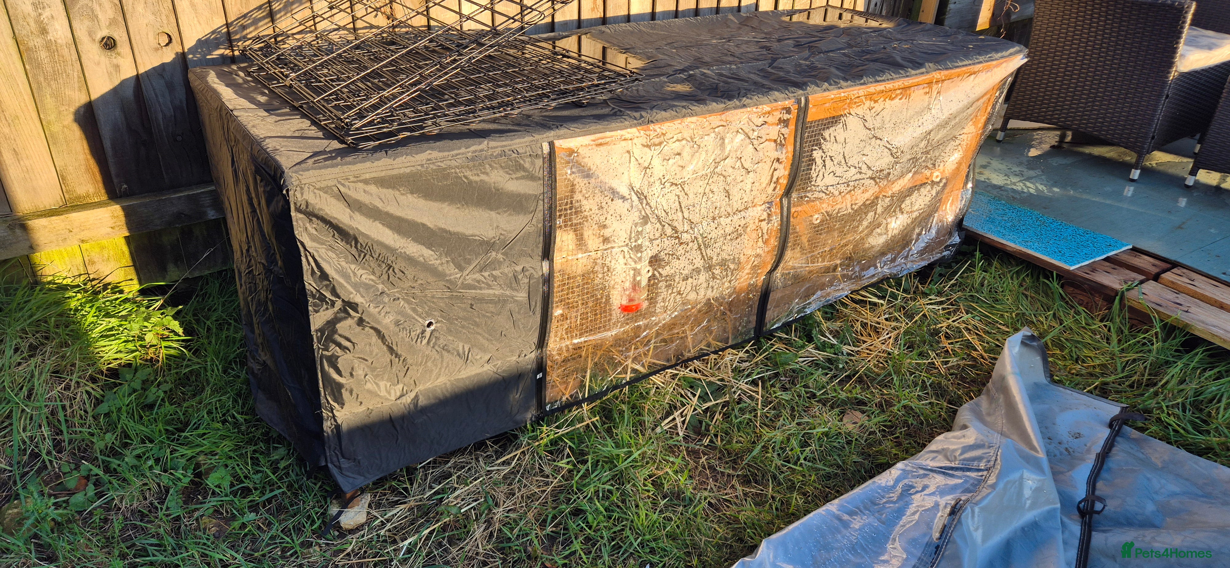 English rabbits 2 male rabbits full set up  - Advert 1