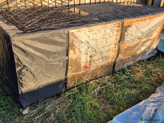 English rabbits 2 male rabbits full set up - Advert 1