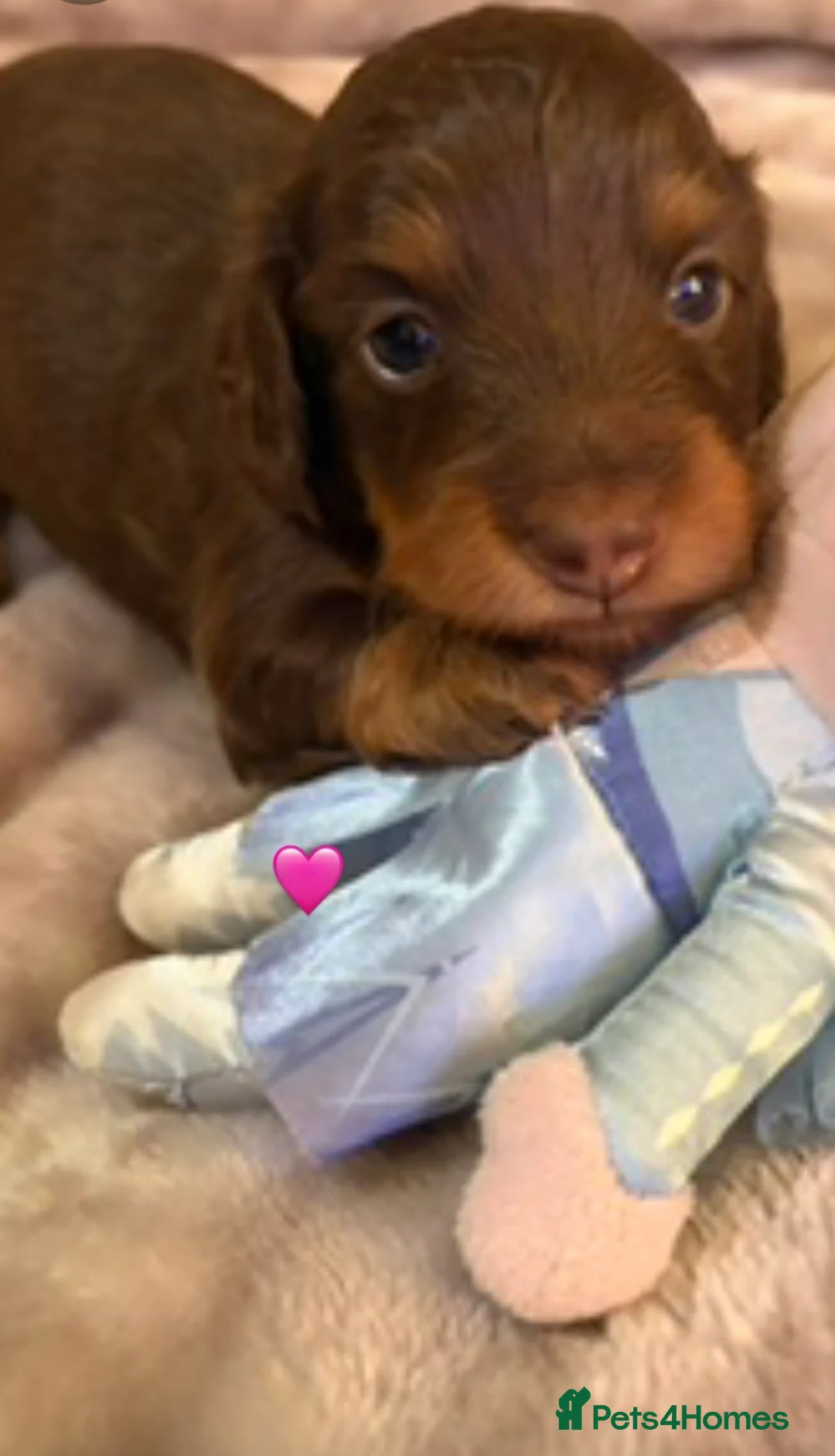 Miniature Dachshund dogs for sale: Longhaired stunning miniature Daschunds - Advert 18