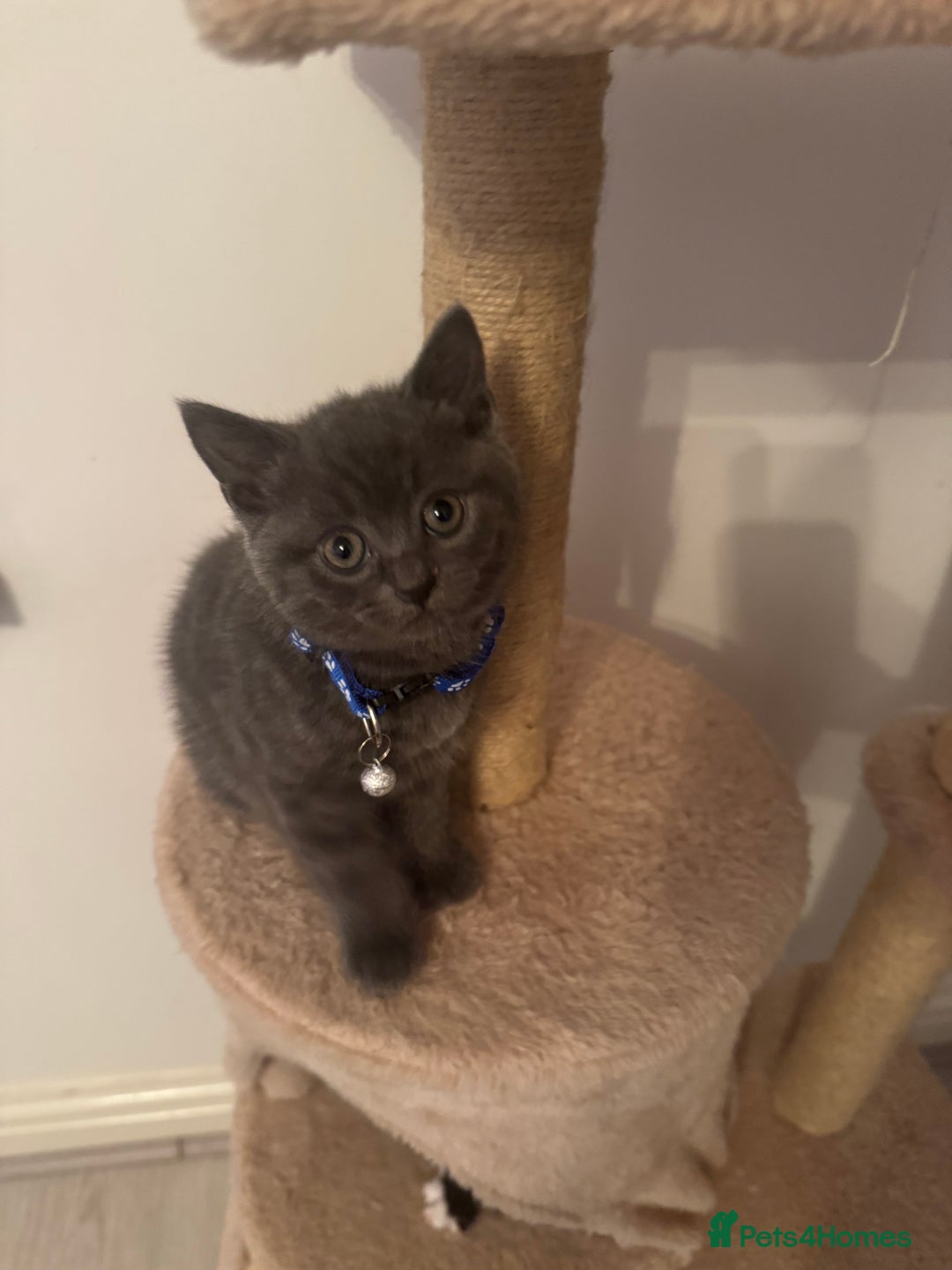 British Shorthair cats for sale: lovable - Advert 3