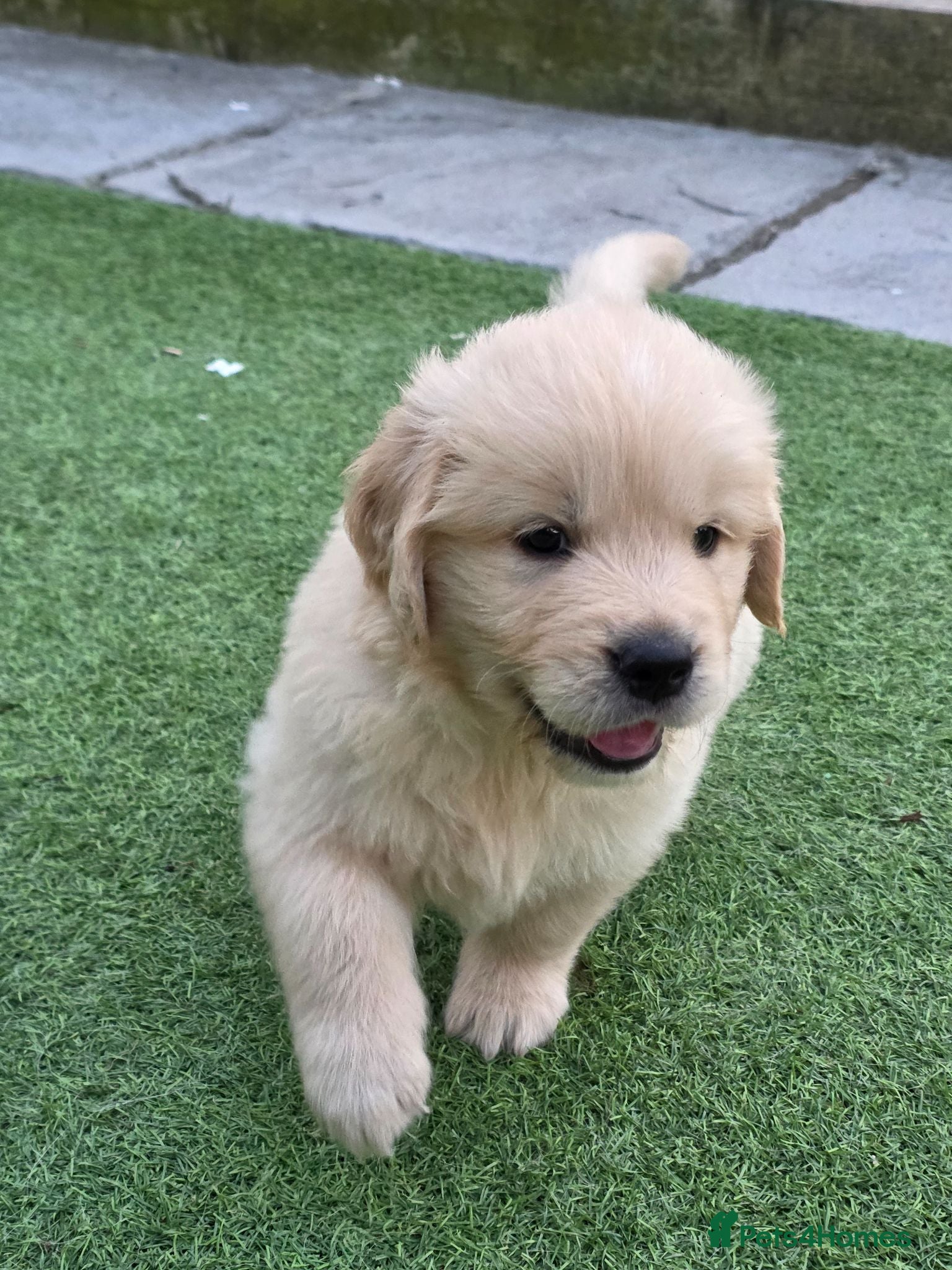 Golden Retriever dogs American Line Golden Retriever puppies - Advert 2