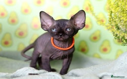 Sphynx cats for sale: Bloodline Sphynx Kittens  - Image 22