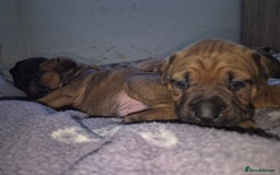 Mixed Breed dogs for sale: Bullmastiff x puppies 🐶  - Image 10